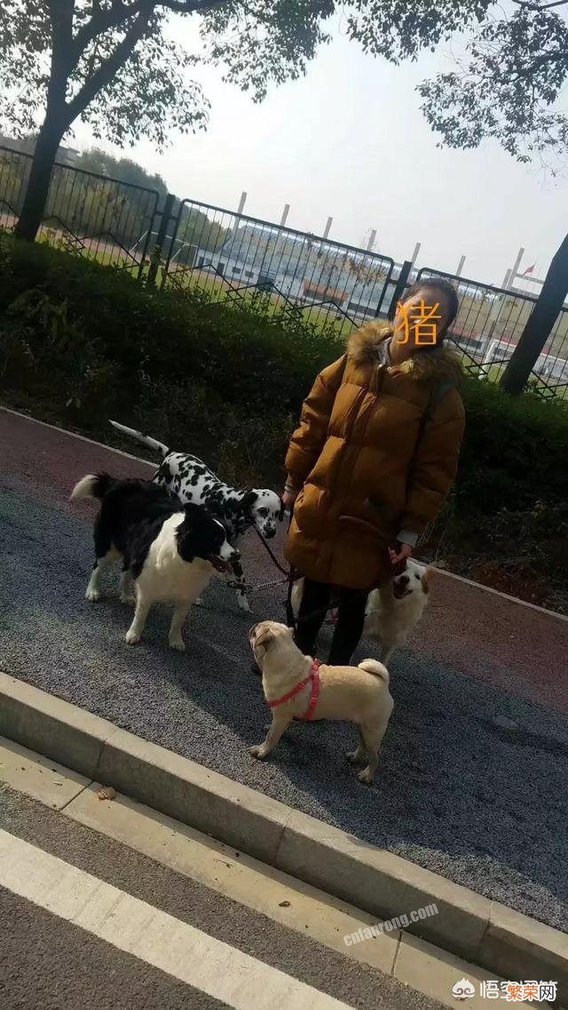 河南拟禁养中华田园犬,你怎么看？