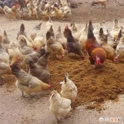 如果在农村养鸡,你觉得哪个品种的鸡比较好养而且又不愁销？