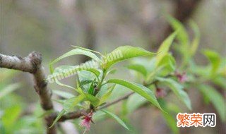 桃树育苗时间和方法 桃树苗种植时间