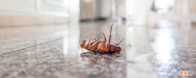 家里有蟑螂对人体有害吗视频 家里有蟑螂对人体有害吗