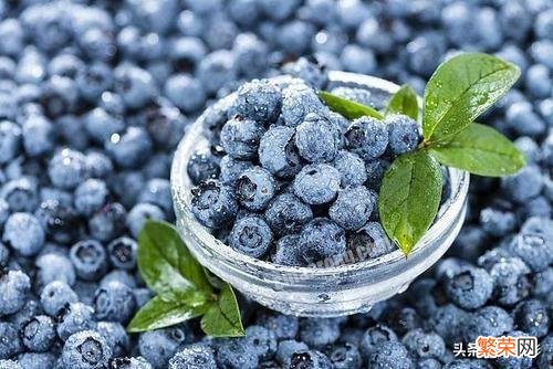 蓝莓怎么种植才能枝繁叶茂？