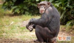 黑猩猩的天敌是什么 黑猩猩的体态特征