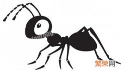 家里有蚂蚁怎么消灭 家里有蚂蚁怎么消灭?