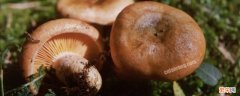 蘑菇几月份可以采摘 采蘑菇几月份可以采到蘑菇?