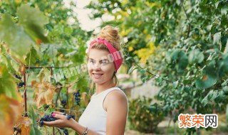 白葡萄搭架正确方法 葡萄怎么搭架