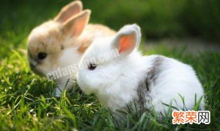 兔子怎么看公母 教你如何分辨公母兔