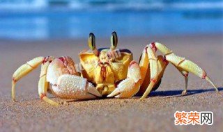螃蟹的品种有哪些 常见的螃蟹名字是什么