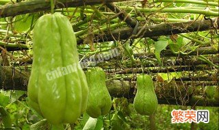 佛手瓜有公母之分吗 可以怎么种植呢