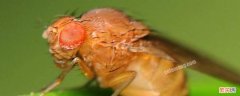 果皮生出来的小飞虫 水果皮为什么会生小飞虫