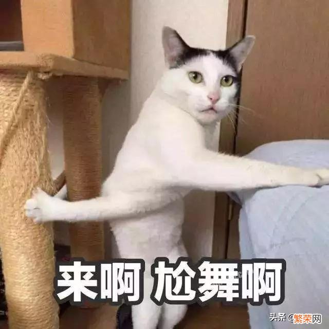 什么猫是猫中哈士奇？