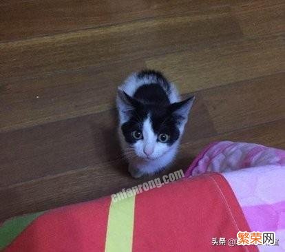 什么猫是猫中哈士奇？