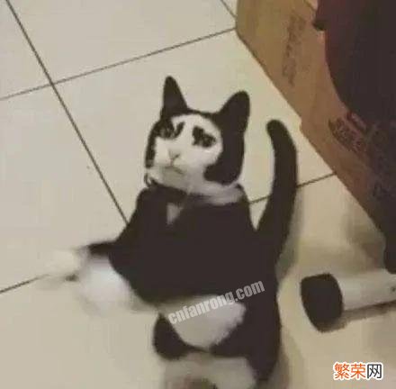 奶牛猫为什么是猫界中的哈士奇？