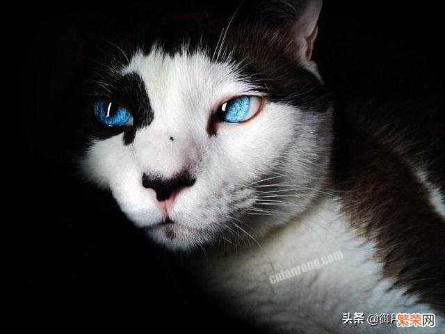 奶牛猫毛色为什么不浓密？