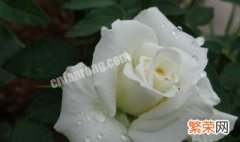 白色玫瑰花代表什么意思 白色玫瑰花的含义