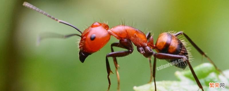 红蚂蚁如何彻底灭杀 红蚂蚁怎样彻底消灭