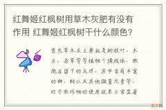 红舞姬红枫树用草木灰肥有没有作用 红舞姬红枫树干什么颜色?