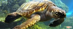 海龟的寿命 海龟的寿命有多长