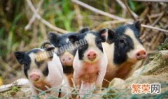 养殖香猪技术知识 养香猪的技术和方法