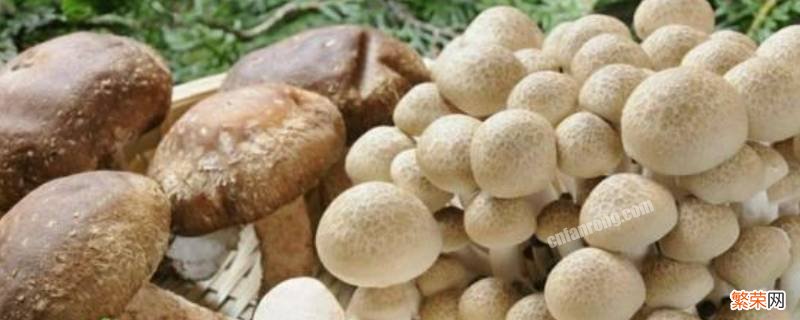 菌菇类有哪些 菌菇类有哪些品种图片