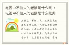 电视中不怕人的老鼠是什么鼠类 电视中不怕人的老鼠是什么鼠