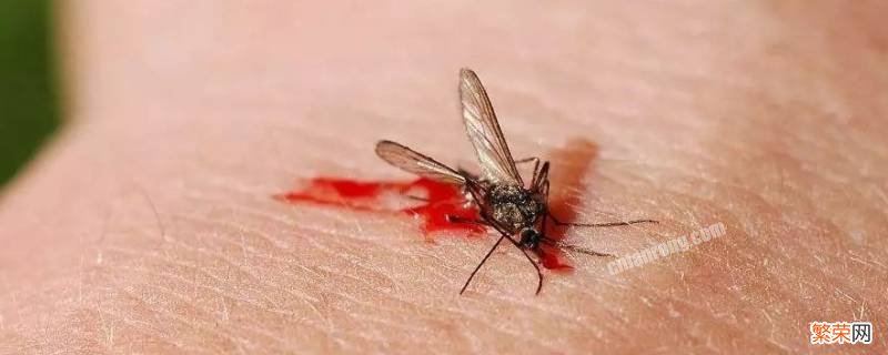 蚊子会怕花露水的味道吗 蚊子怕花露水的气味吗