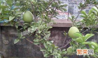 柚子怎么种植方法如下 柚子的种植方法