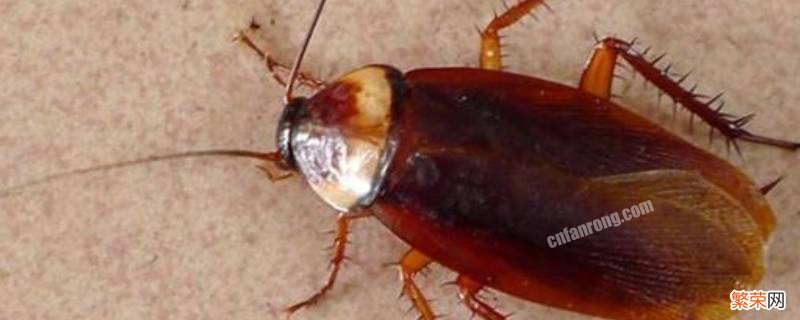 刚孵化出来的蟑螂是什么样的 蟑螂是什么样的