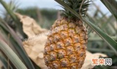 广西最出名的菠萝产地 菠萝营养价值介绍