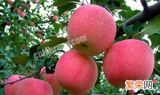 红富士苹果为什么叫红富士苹果 红富士苹果介绍