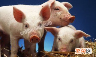 猪胰是什么猪胰是什么 猪胰的介绍