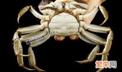 蟹钳是哪种螃蟹的蟹钳 什么螃蟹有蟹钳