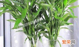富贵竹怎么种 富贵竹怎么种土里