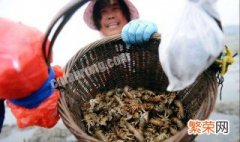 什么方法捕虾最好 提高产量的捕虾技巧