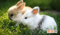 兔子公母最好认的方法 怎么辨别兔子公母
