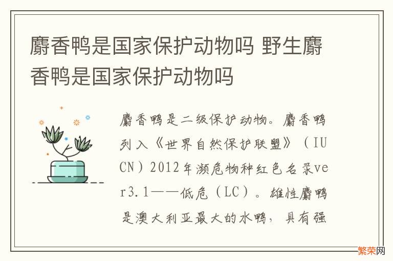 麝香鸭是国家保护动物吗 野生麝香鸭是国家保护动物吗