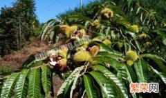 板栗树怎么养 板栗树的养殖方法和注意事项