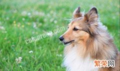 苏格兰牧羊犬眼屎多怎么回事 德国牧羊犬有眼屎怎么回事