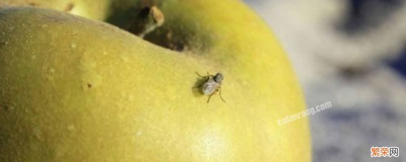 水果烂了生出的小飞虫怎么处理 水果烂了生出的小飞虫怎么处理干净