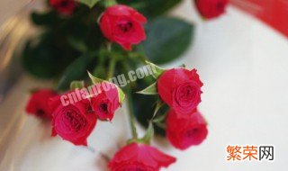 25朵玫瑰花代表什么意思 25朵玫瑰花寓意