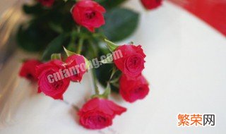 34朵玫瑰花代表什么意思 34朵玫瑰花代表什么