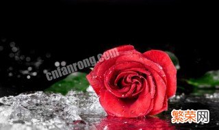 玫瑰花几朵代表什么意思是什么 玫瑰花代表的意思介绍