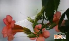 炮仗花和凌霄花的区别 炮仗花与凌霄花有什么区别