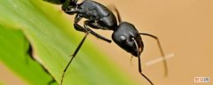 彻底消灭蚂蚁的方法 蚂蚁怎么能彻底消灭偏方