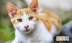 猫与猫科动物是一个祖先吗 猫与猫科动物有共同祖先吗