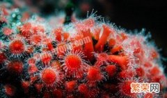 珊瑚和珊瑚虫都是生物吗为什么 珊瑚和珊瑚虫都是生物吗