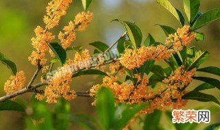 桂花是什么颜色的 桂花是什么颜色的?