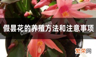 假昙花的养殖方法是什么 假昙花的养殖方法介绍