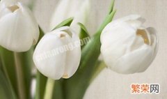 白色郁金香花语是什么意思 白色郁金香花语是什么