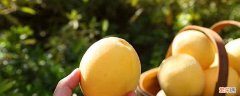新鲜黄桃怎么存放 熟透的黄桃怎么保存