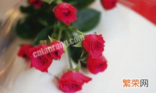 玫瑰花是保加利亚的国花吗 关于玫瑰花是保加利亚的国花吗